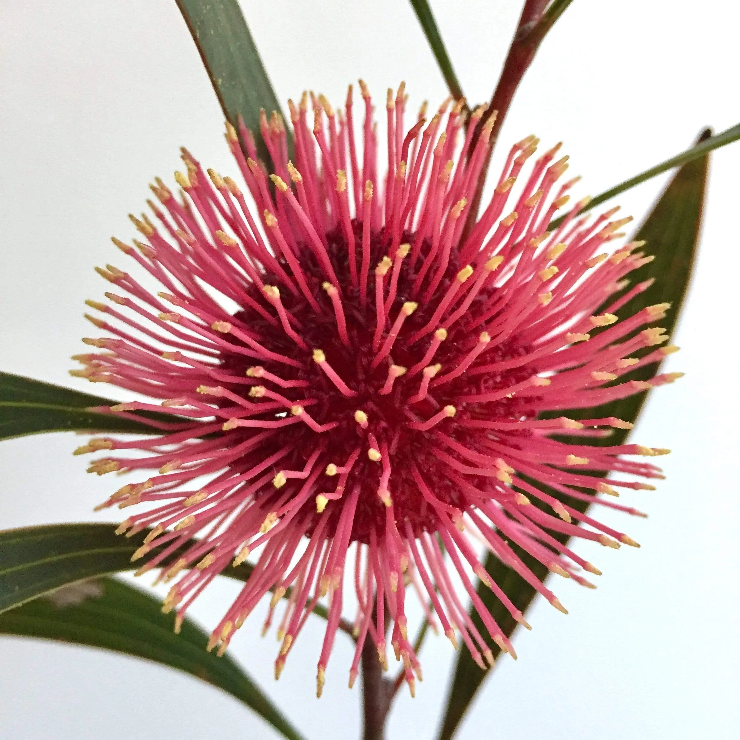 Pin Cushion Hakea Tote Bag - Google SEO Result: Trendy Hakea Tote Bag with Unique Pin Cushion Design